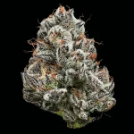 Black Cherry Gushers Strain - Image 2