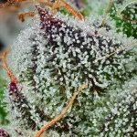 Black Cherry Gushers Strain - Image 3