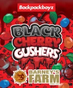 Black Cherry Gushers Strain