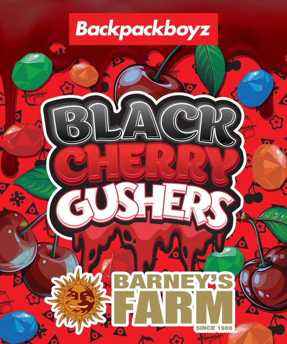 Black Cherry Gushers Strain