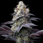 Bubblegum Gelato Strain - Image 2