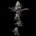 Bubblegum Gelato Strain - Image 3