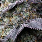 Bubblegum Gelato Strain - Image 4