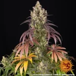 Lemon Cherry Gelato Strain - Image 2