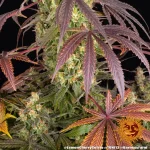 Lemon Cherry Gelato Strain - Image 4