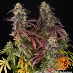 Lemon Cherry Gelato Strain - Image 5