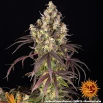 Lemon Cherry Gelato Strain - Image 6