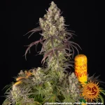 Lemon Cherry Gelato Strain - Image 7