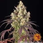 Lemon Cherry Gelato Strain - Image 8